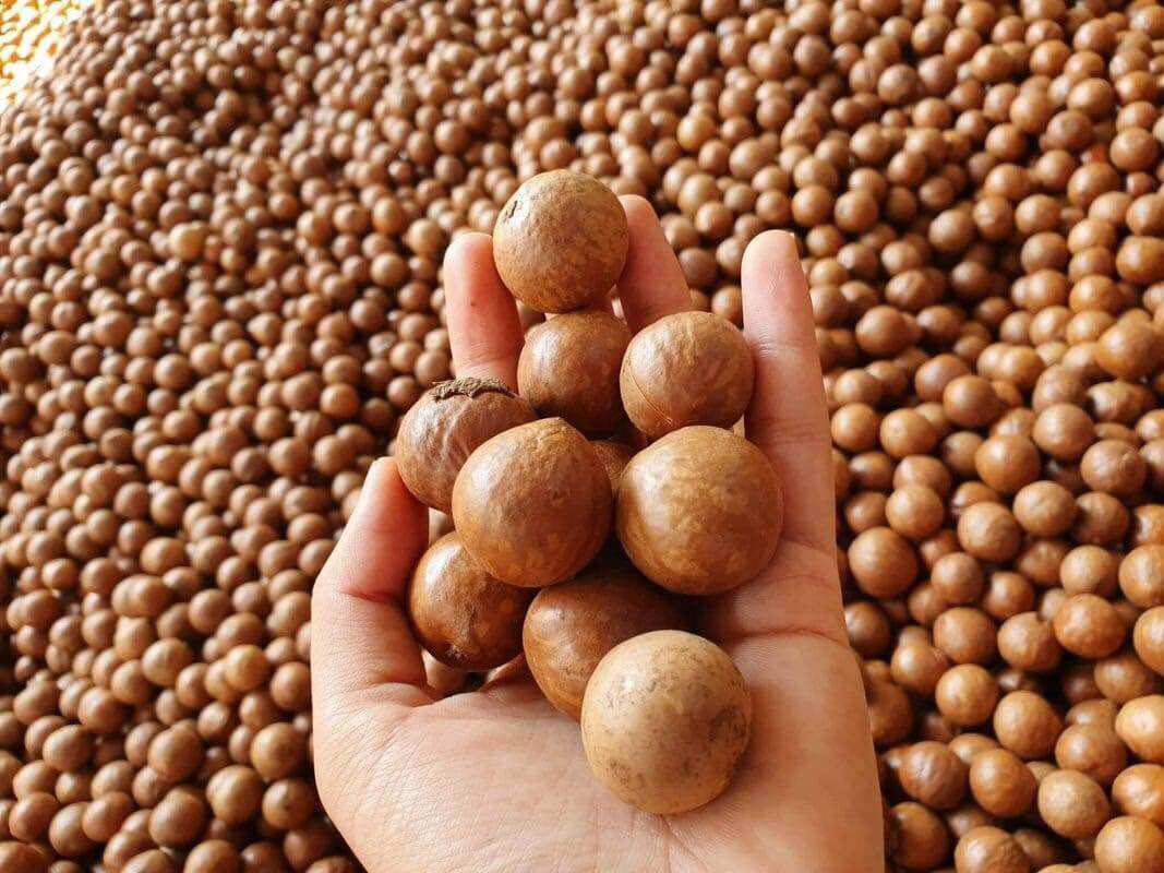 Hạt macca Đắc Lắc nứt vỏ nhân trắng thơm 500g