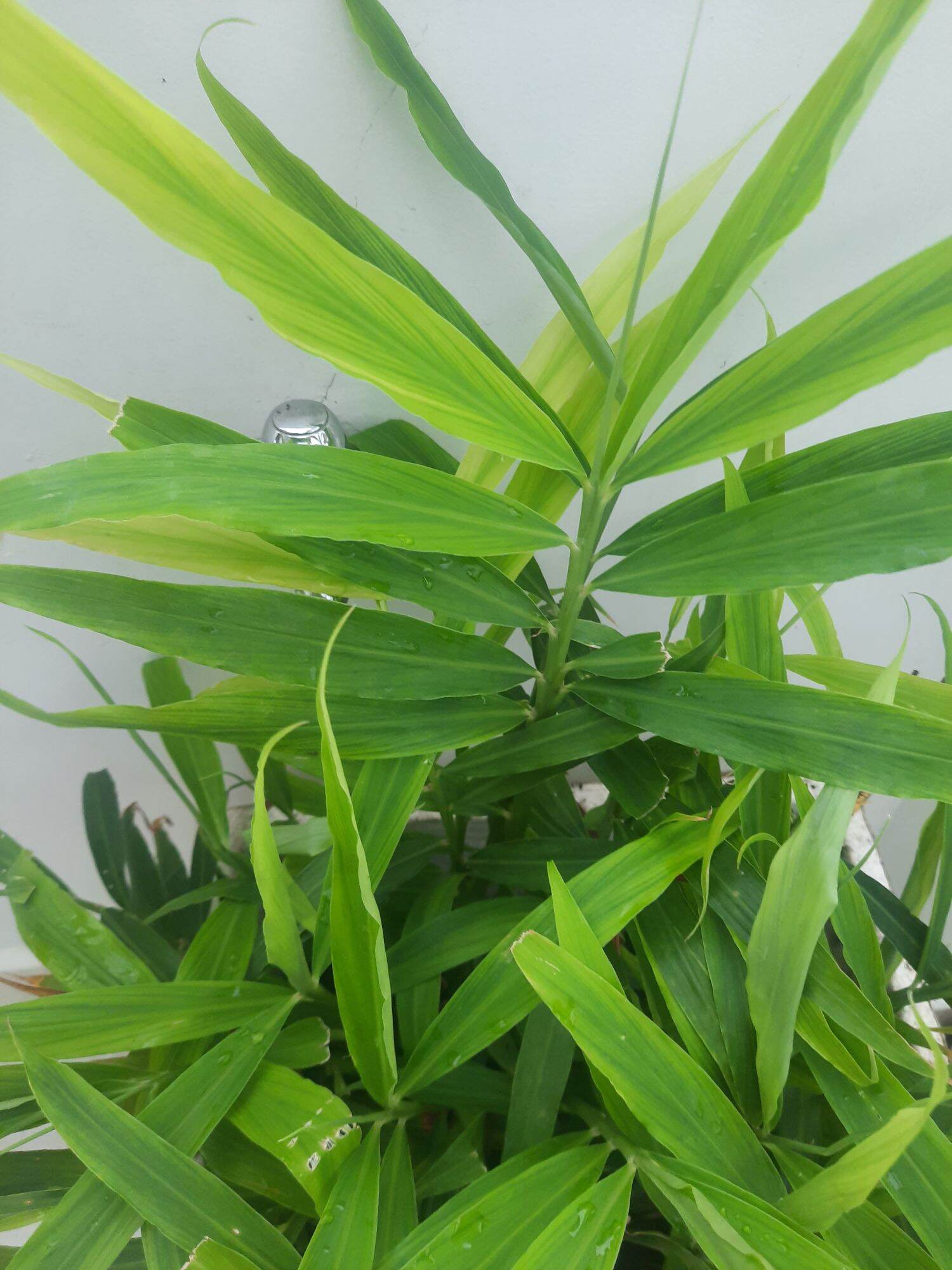 HCM _ Chậu cây Gừng