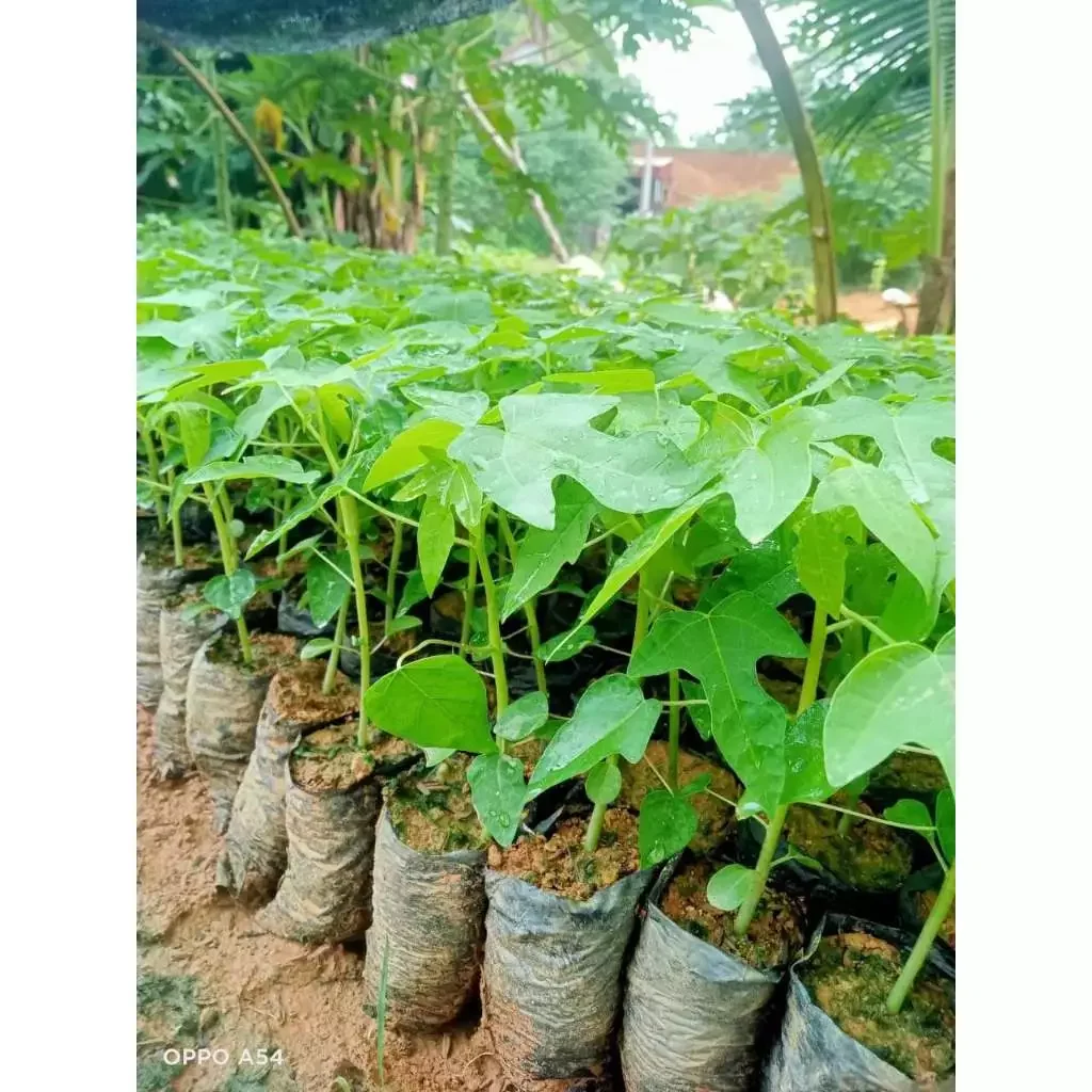Cây giống đu đủ lùn ruột đỏ siêu trái
