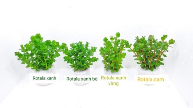 cây thuỷ sinh cắt cắm lá cạn không cần co2