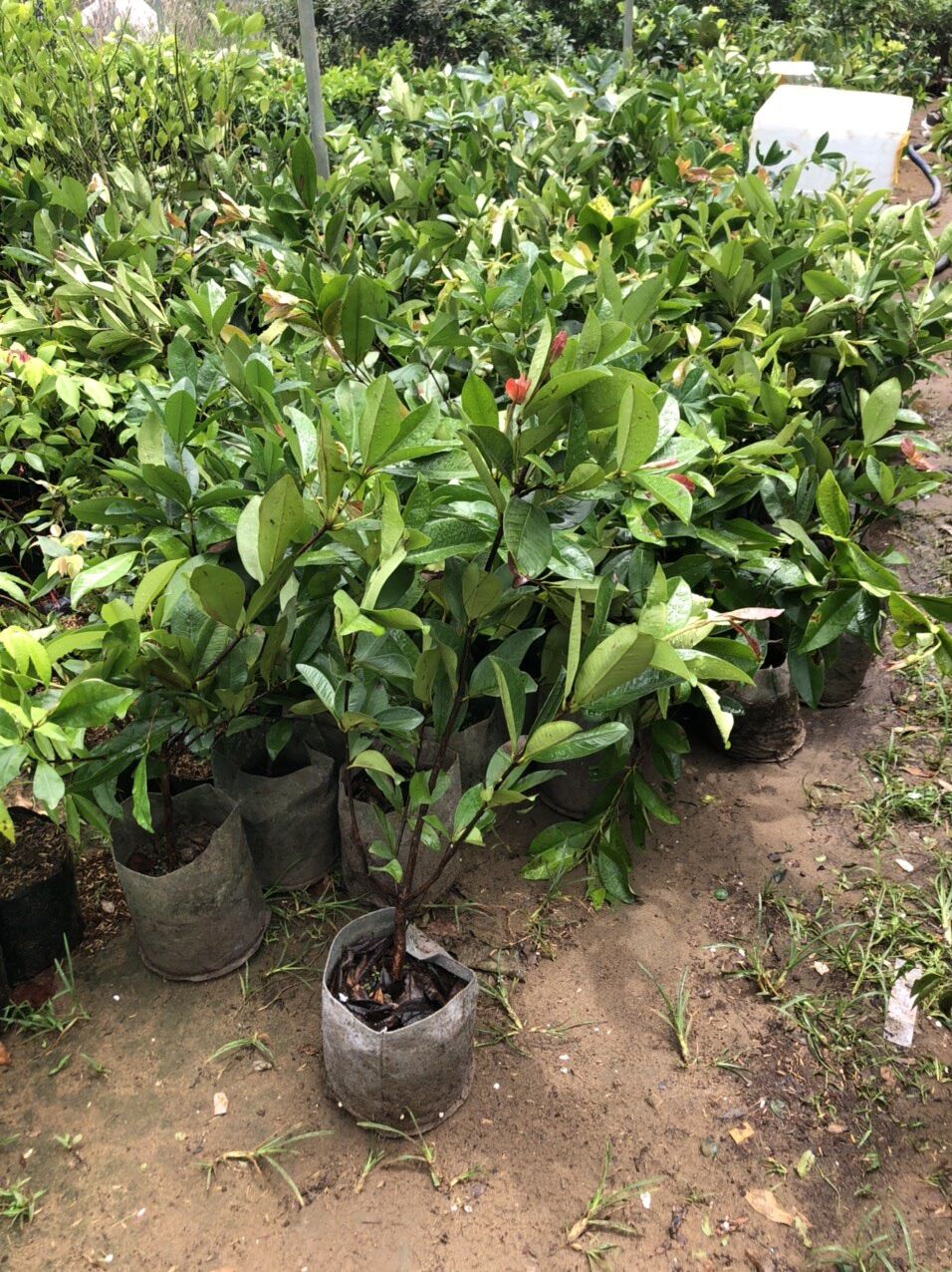 Cây Cherry Brazil siêu trái(70-90cm)