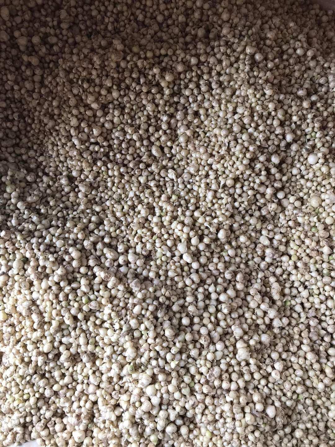 1 Kg hành tăm/ củ nén