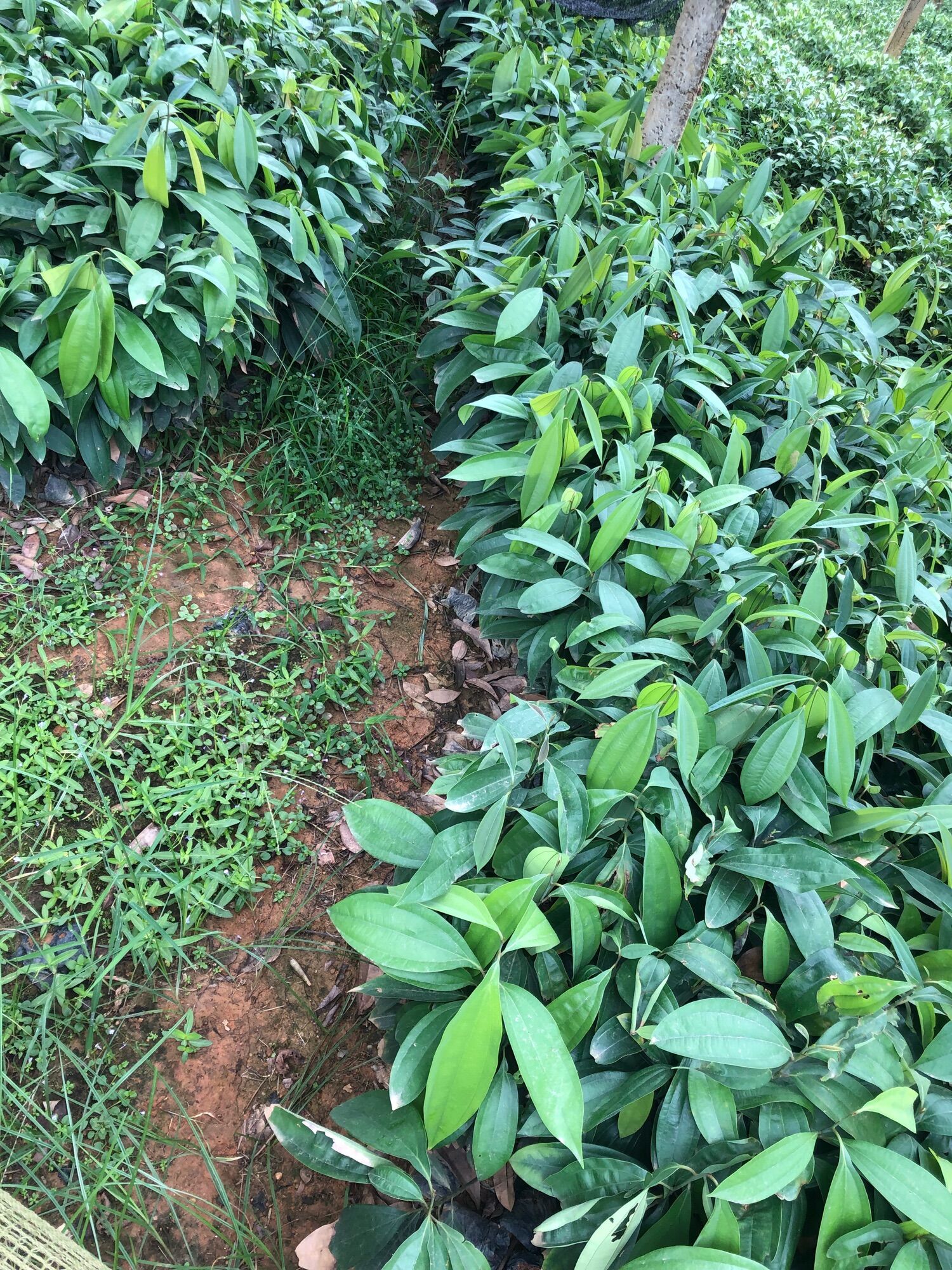 COMBO 5 CÂY QUẾ GIỐNG -CÂY CAO 30-40CM( bầu nhiều rễ bao sống 100%)