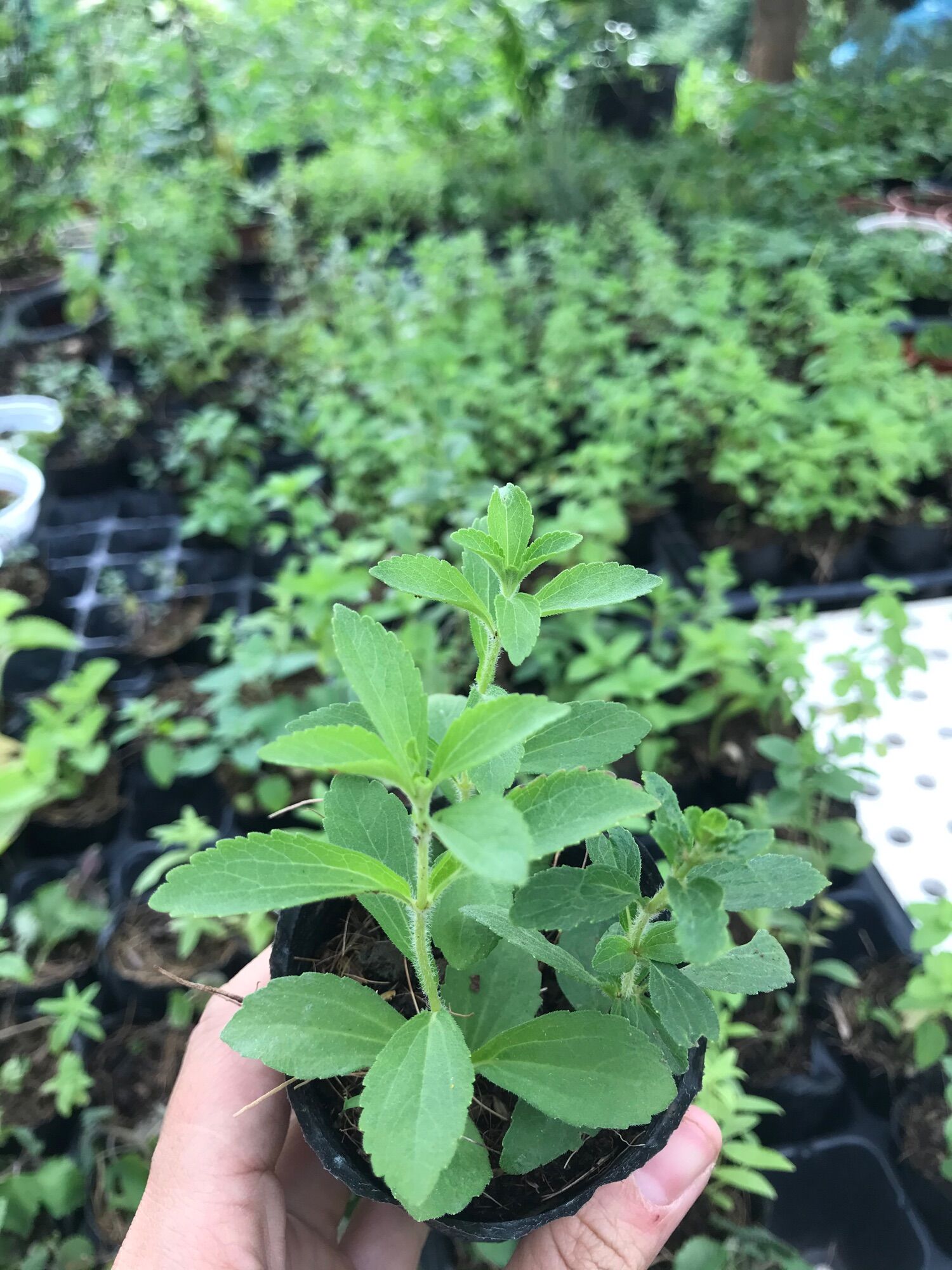 Cây giống cây cỏ ngọt( size bầu)