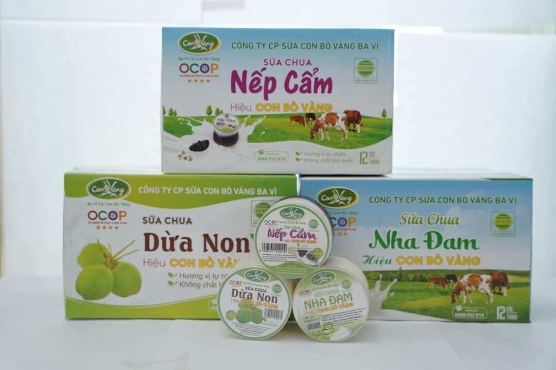 Sữa chua Ba Vì Hiệu Con Bò Vàng