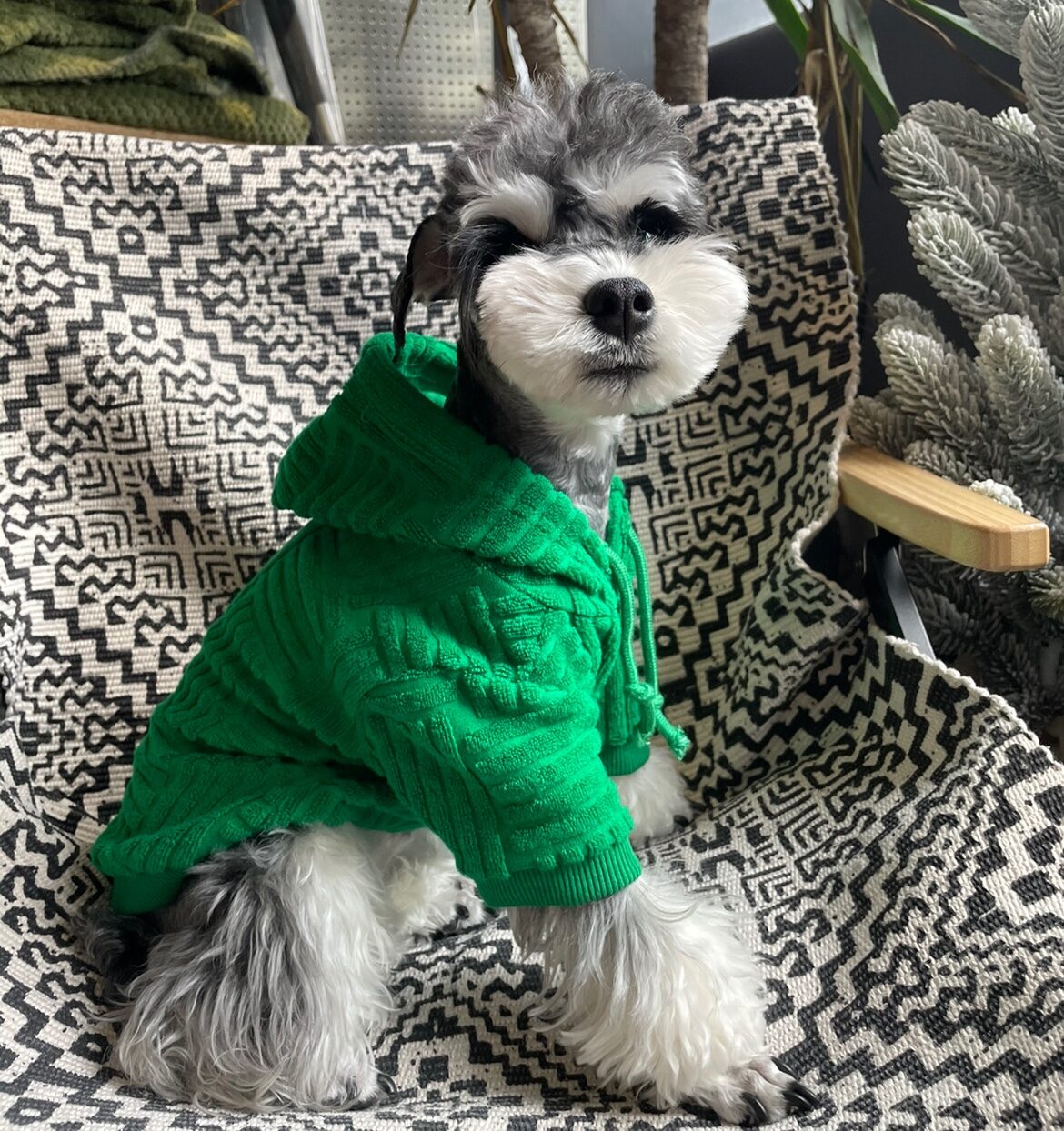 Quần áo cho chó áo hoodie cho chó vừa và chó teddy gấu bage corgi corgi giữ ấm mùa đông