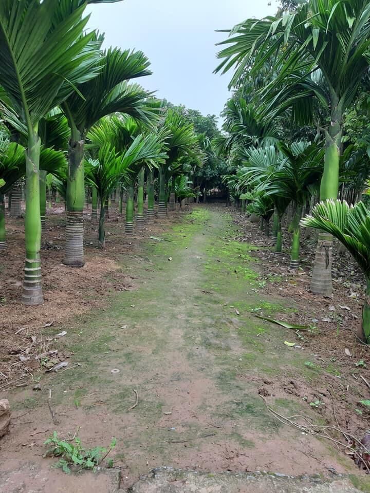 Quả cau lùn tứ quý giống