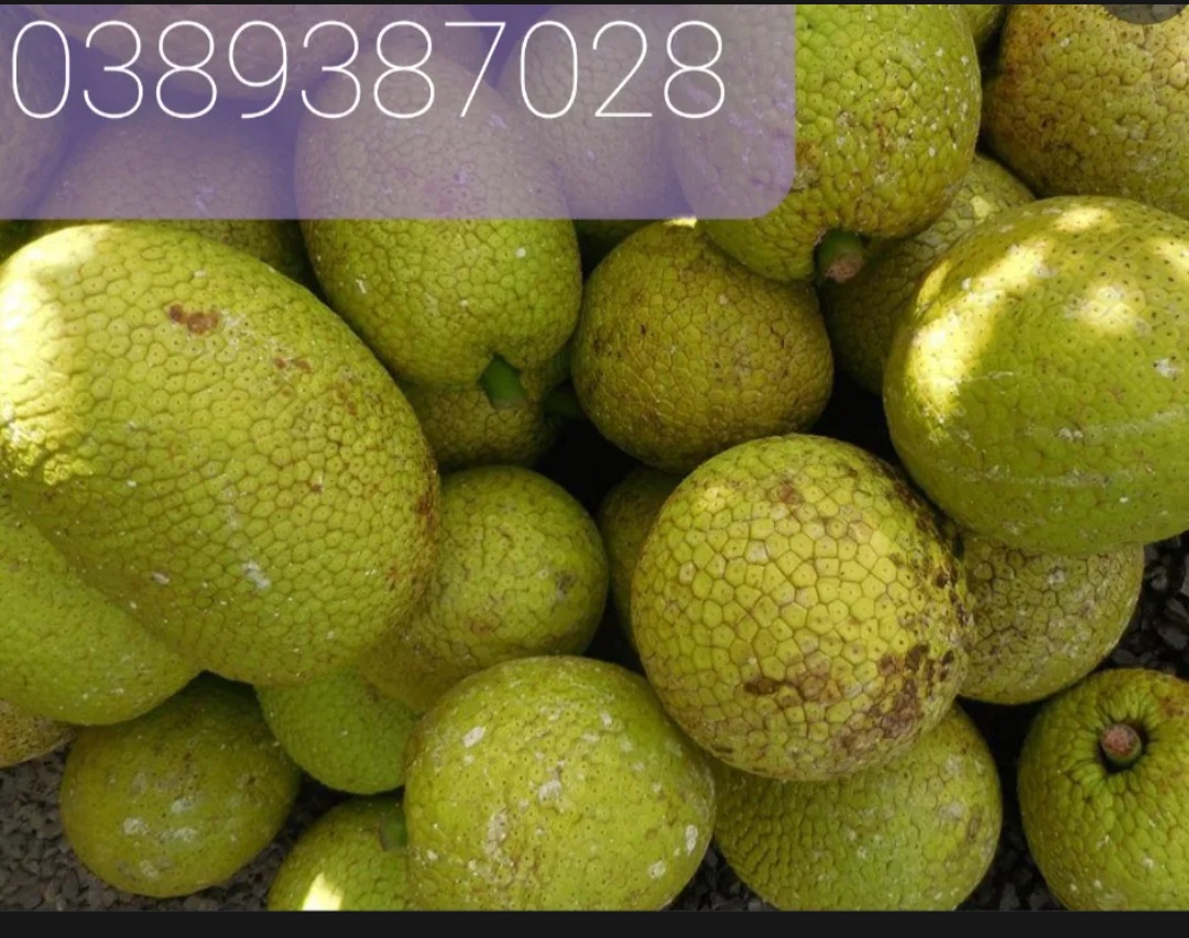 trái sa kê,1kg trái mùa