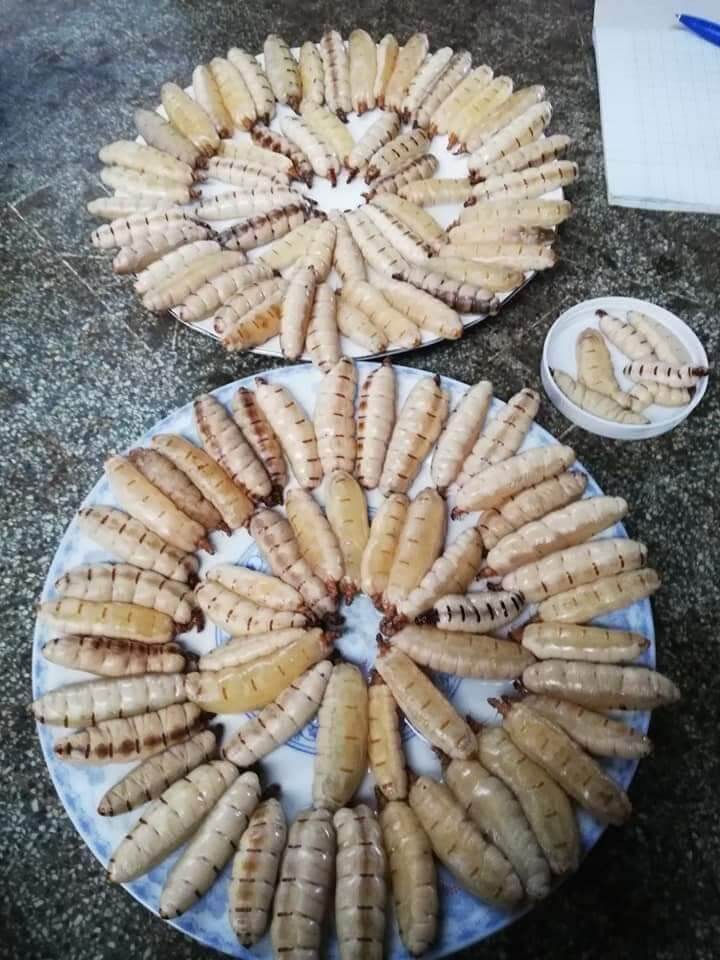 Mối chúa ngâm rượu .hủ 20con.giá 300k. sđt 0966421537 . zalo