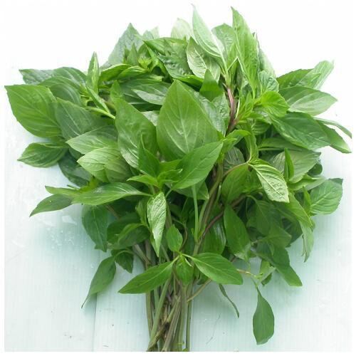Chậu giống rau húng quế