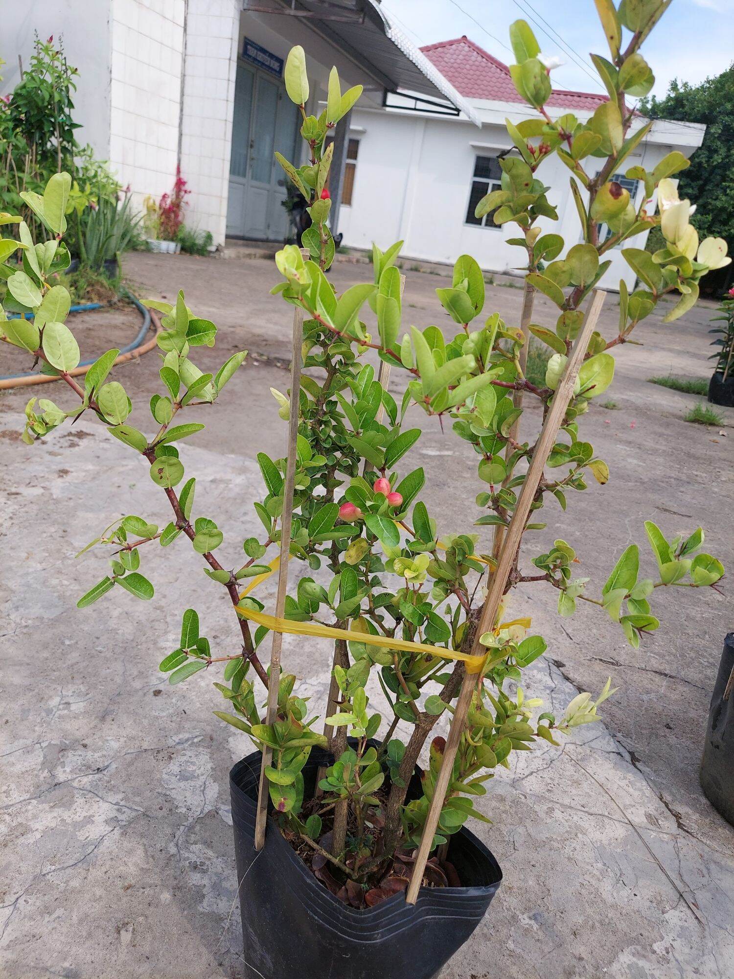 Cây Si rô đang trái, bông nụ nhiều