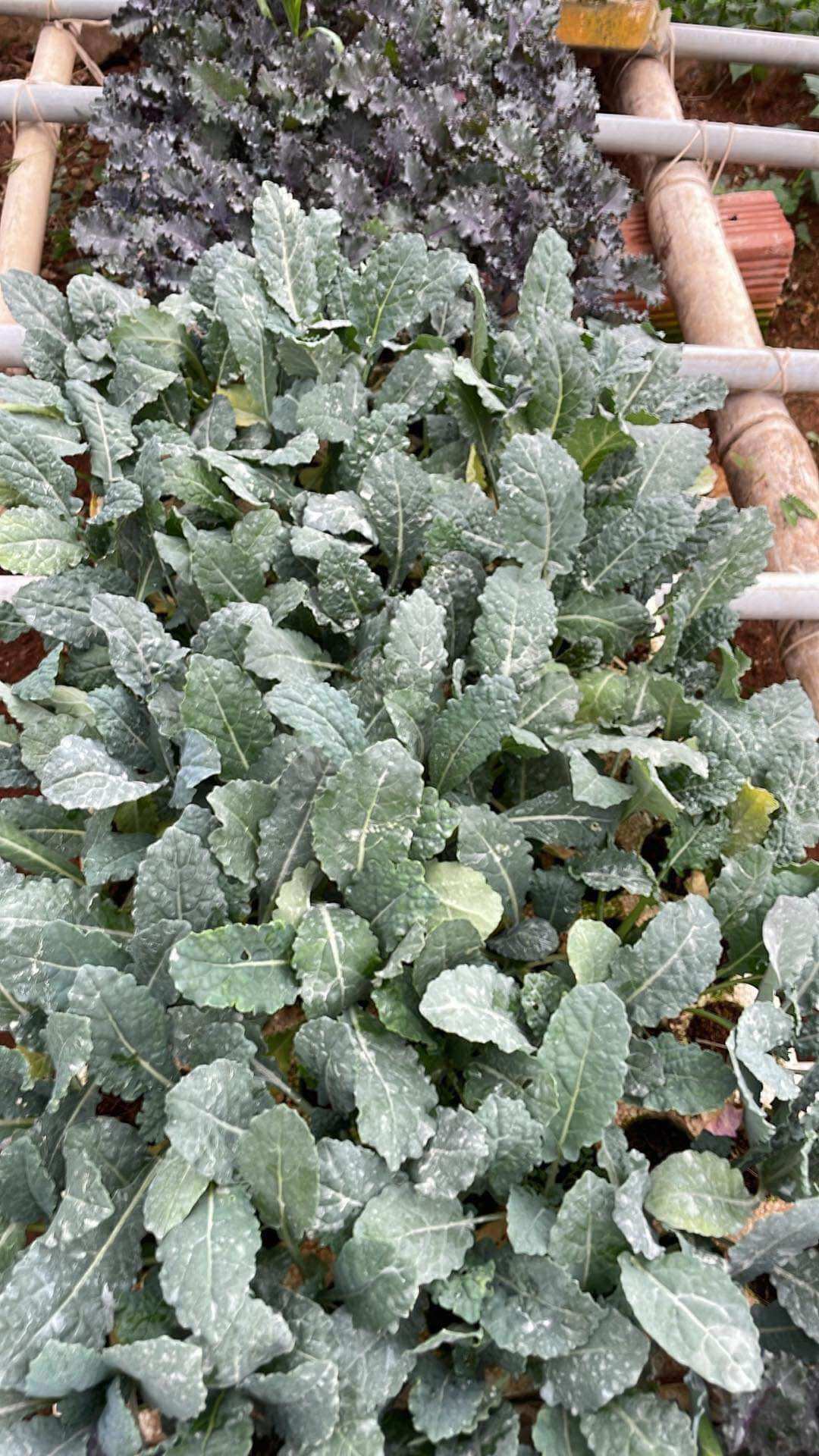 Combo 10 Kale khủng long size Vỉ