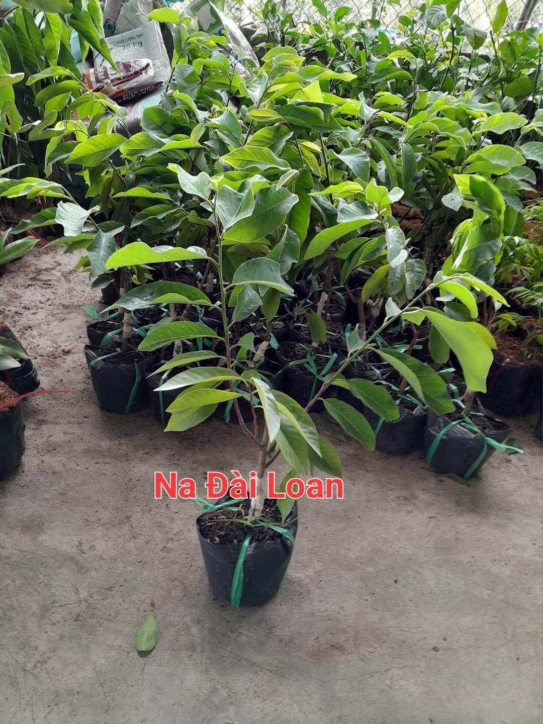 CÂY NA ĐÀI LOAN,CHUẨN GIỐNG 100%