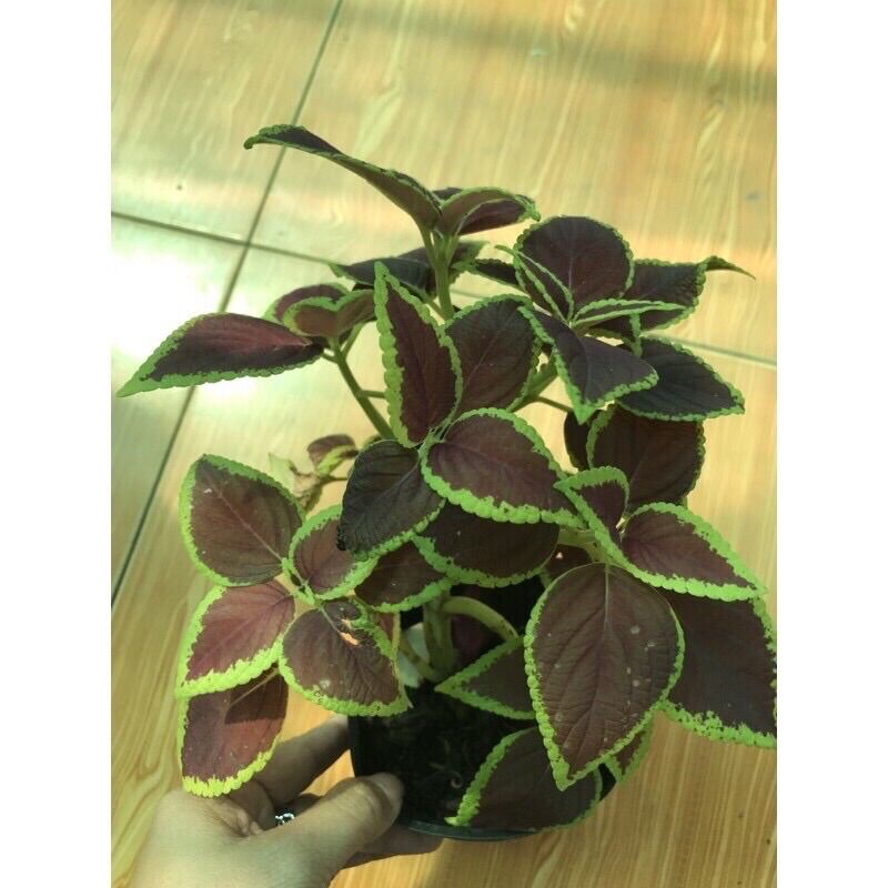 Cây lá gấm nhiều màu