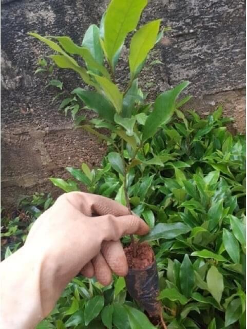 Cây giống hoa lan tiêu(1 bầu hình cuối)