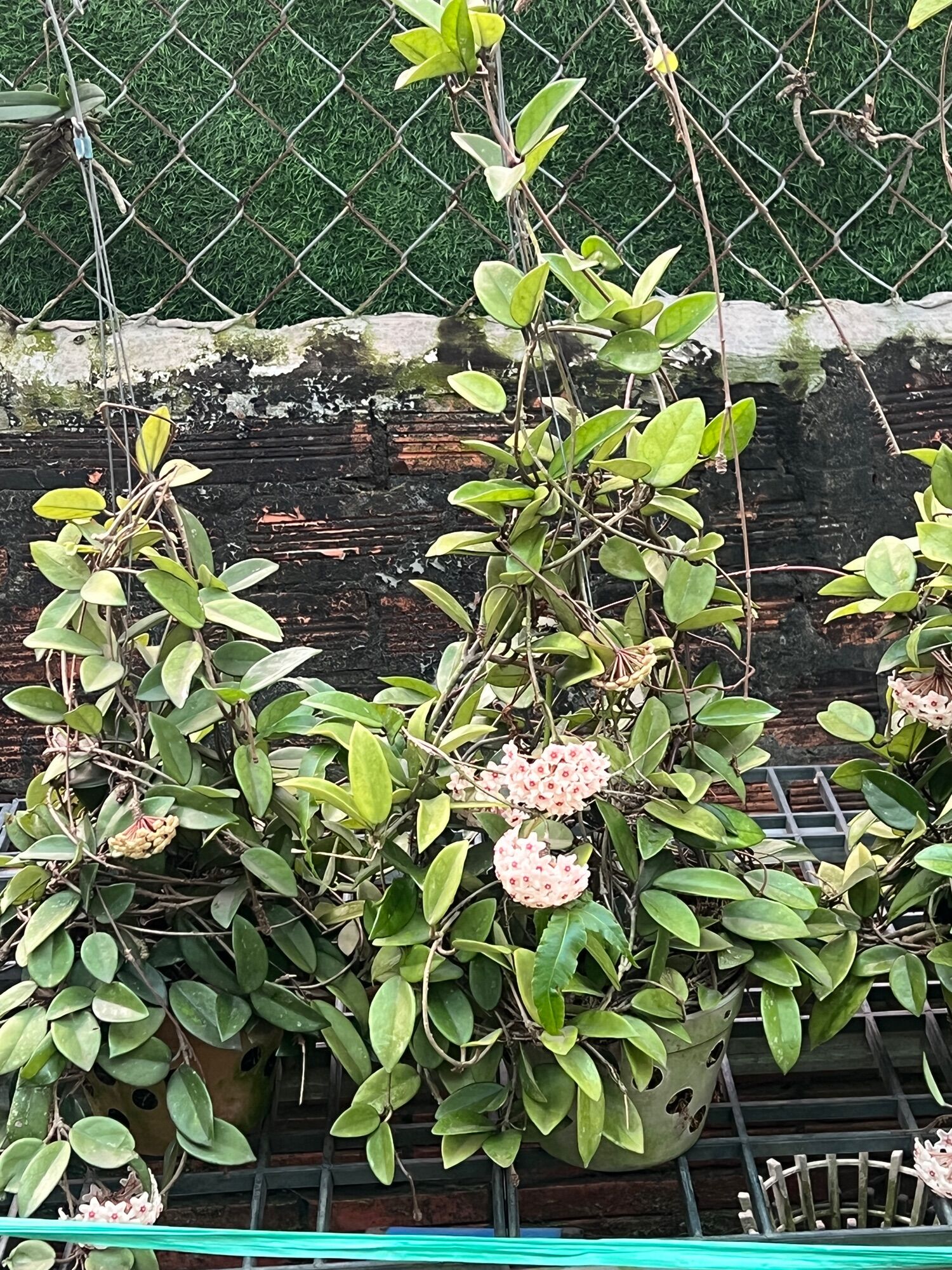 Hoa Lan Cẩm Cù Chậu to đẹp