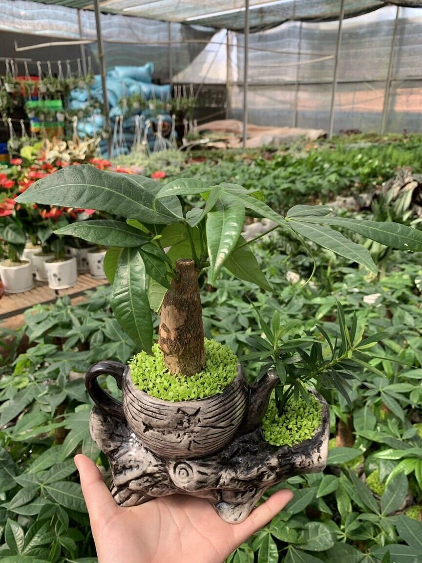 Chậu sứ đôi trồng cây