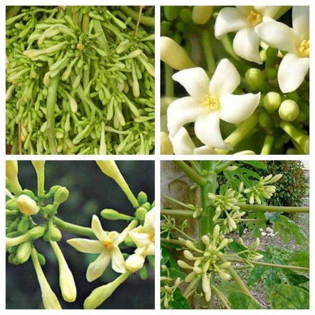 100g hoa đu đủ đực phơi khô tự nhiên