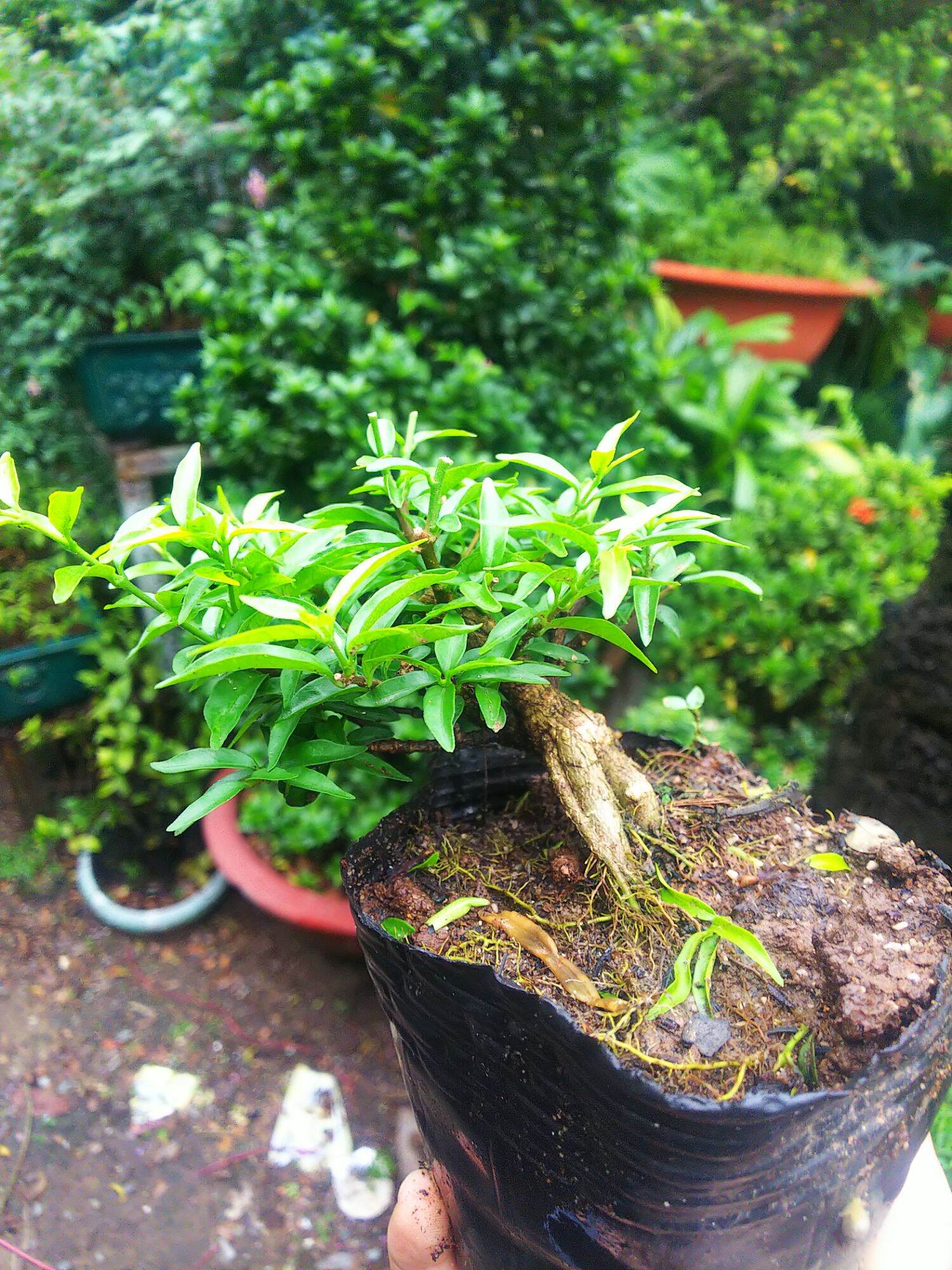 Mai chiếu thủy bonsai mini Tặng  phân tan chậm.