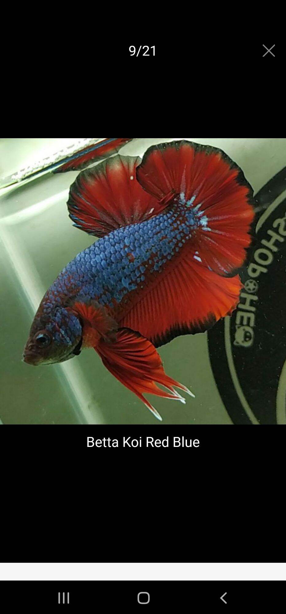 Cá Betta Koi Red Blue