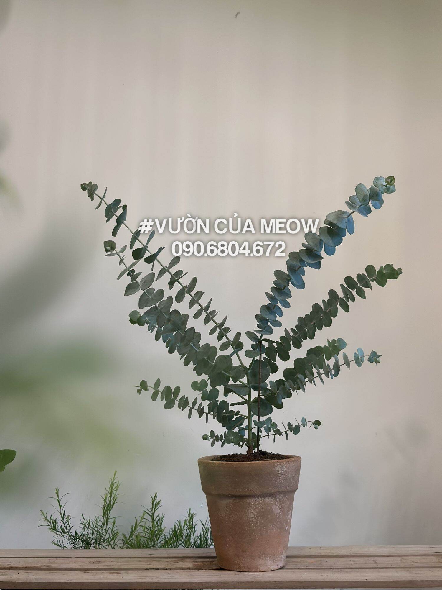 Cây khuynh diệp dolla lá bạc, baby blue, cây size 50cm, rễ khỏe, ảnh thật silver dola