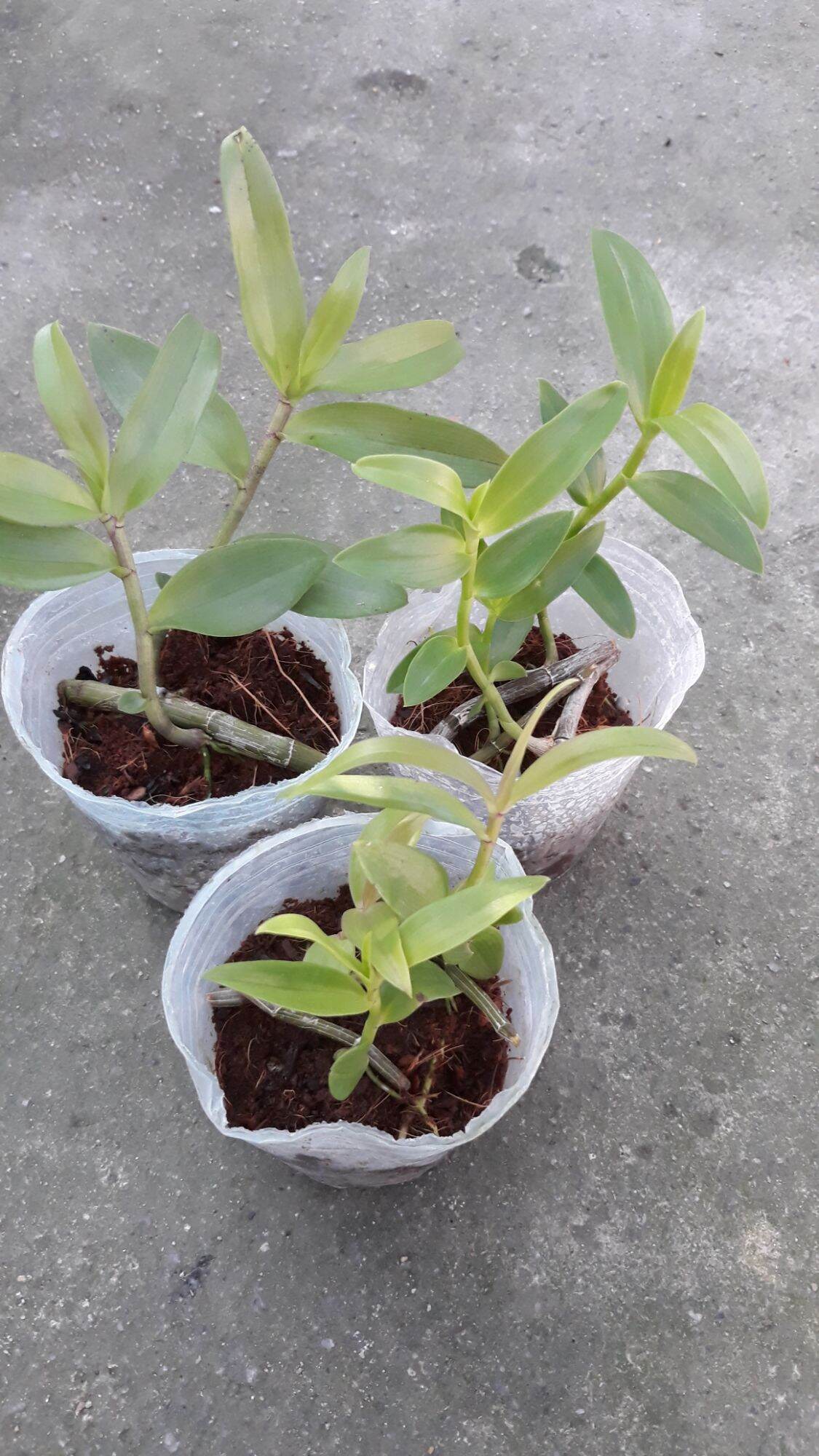 Combo 3 cốc giả hạc pháp, giả hạc hoa hồng đỏ, hạc vỹ thiên cung