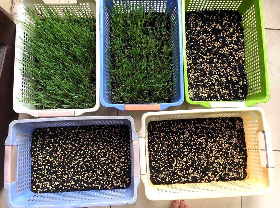 Hạt giống cỏ lúa mì 1kg