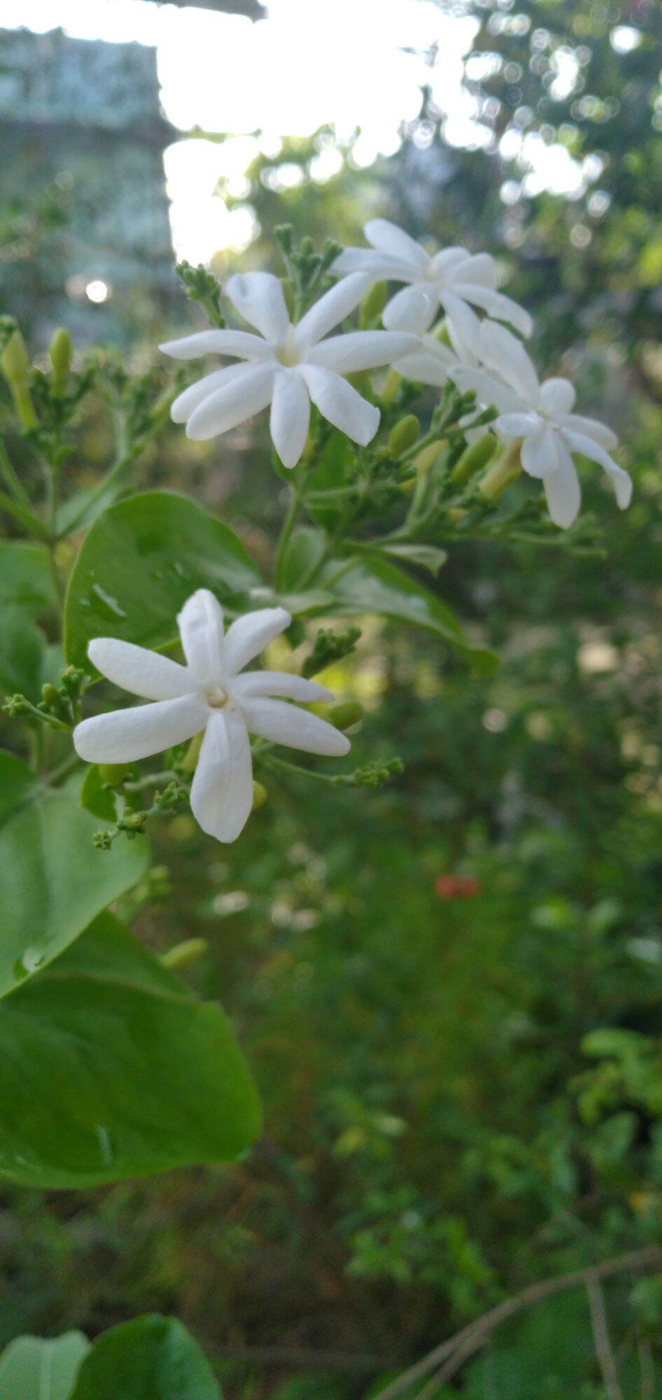 Chậu giống hoa lài leo thơm (Jasminum auriculatum)