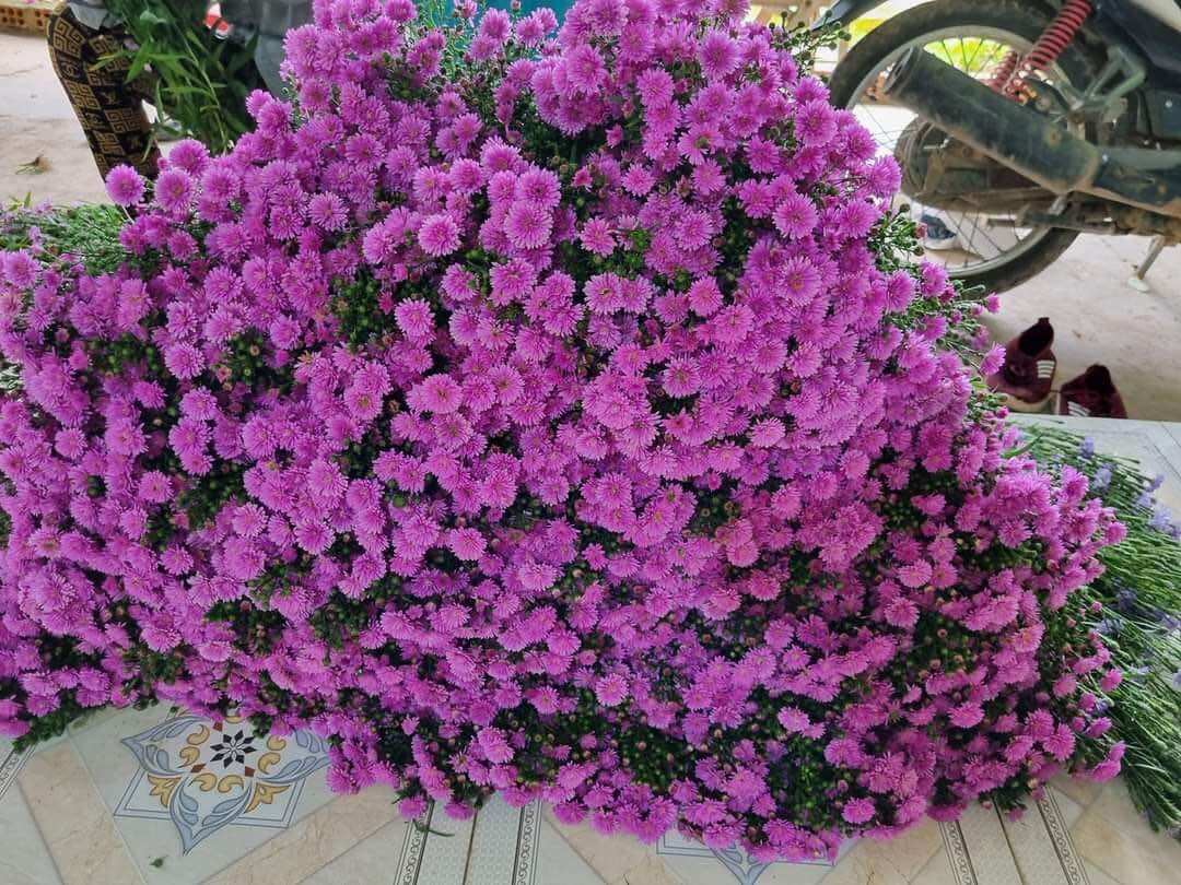 50 cây giống hoa thạch thảo tím kép