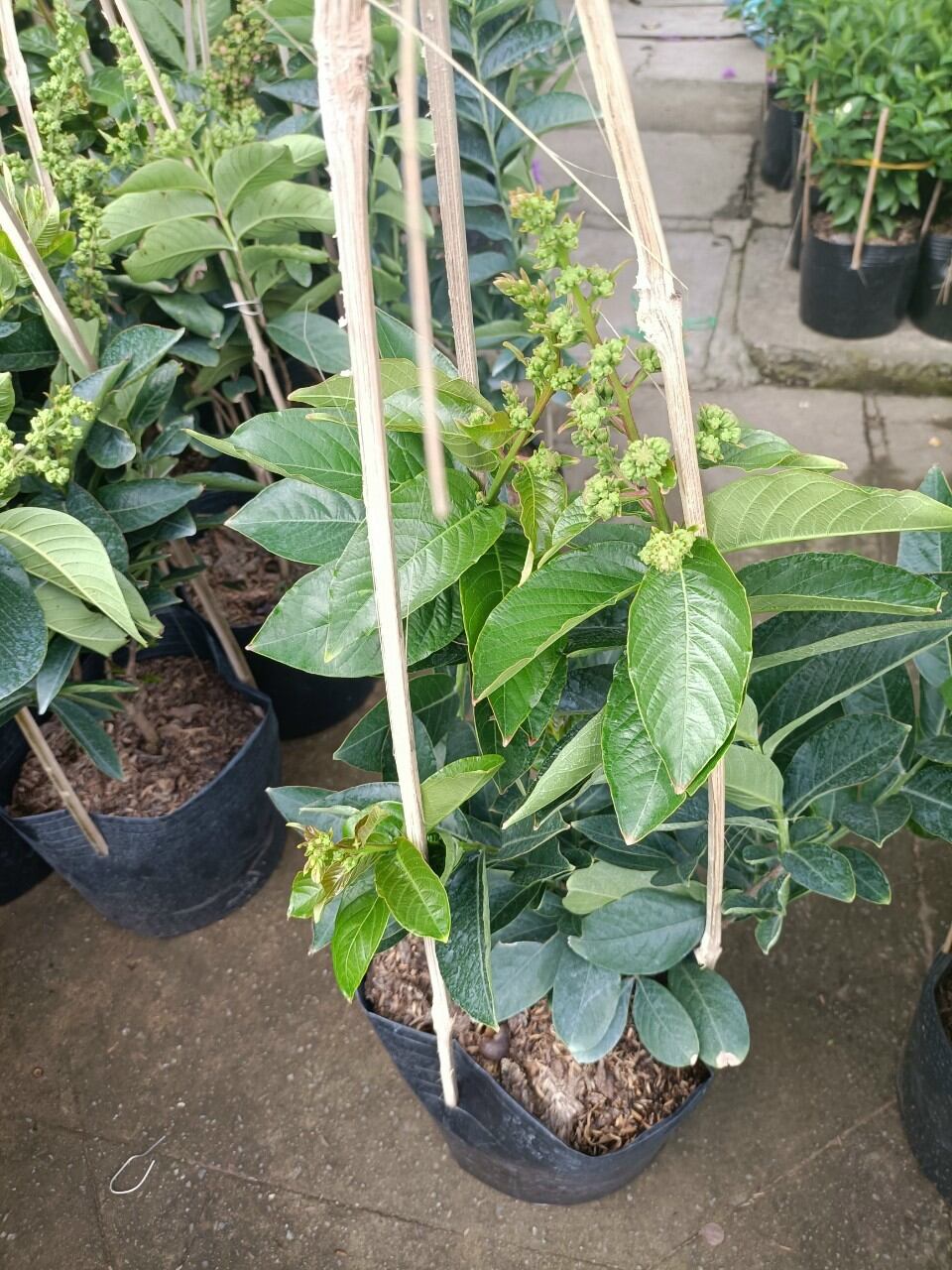 Cây bằng lăng thái đang bông