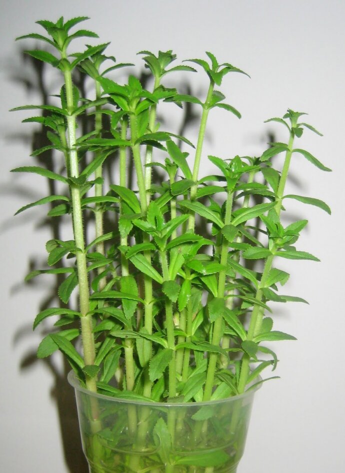 chậu rau ngổ miền tây