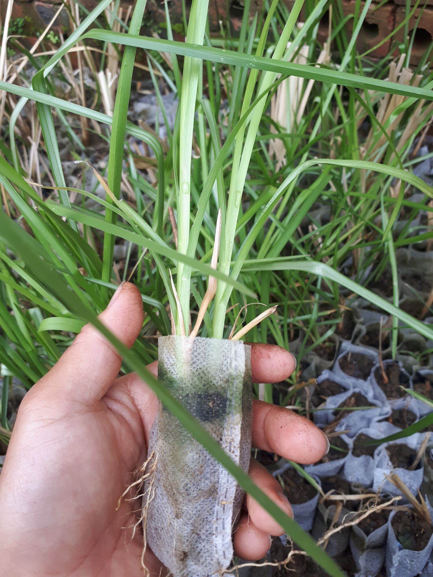 Bầu cỏ Vetiver (chống sạt lở, xử lý đất nước ô nhiễm)