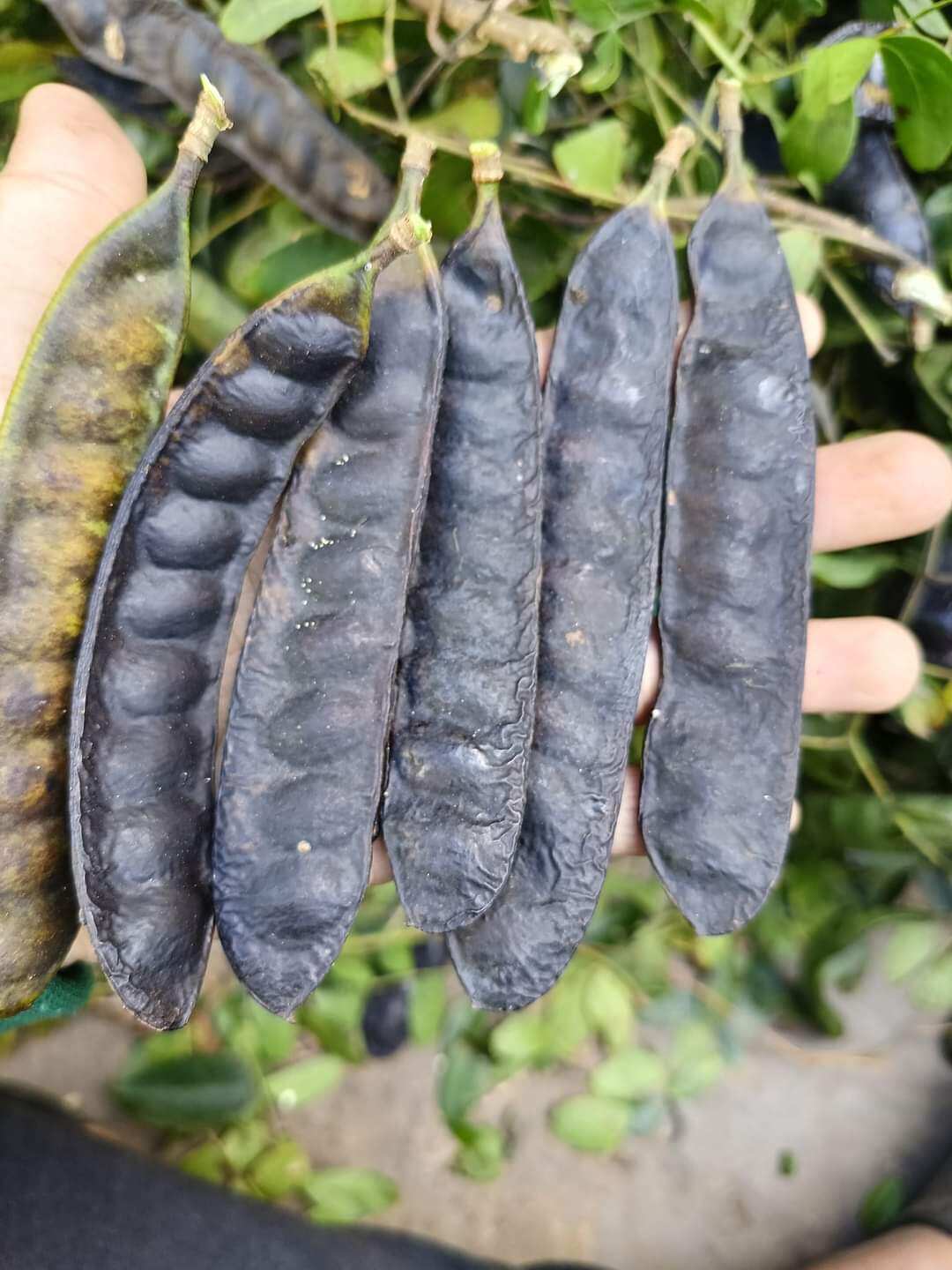 1kg bồ kết khô