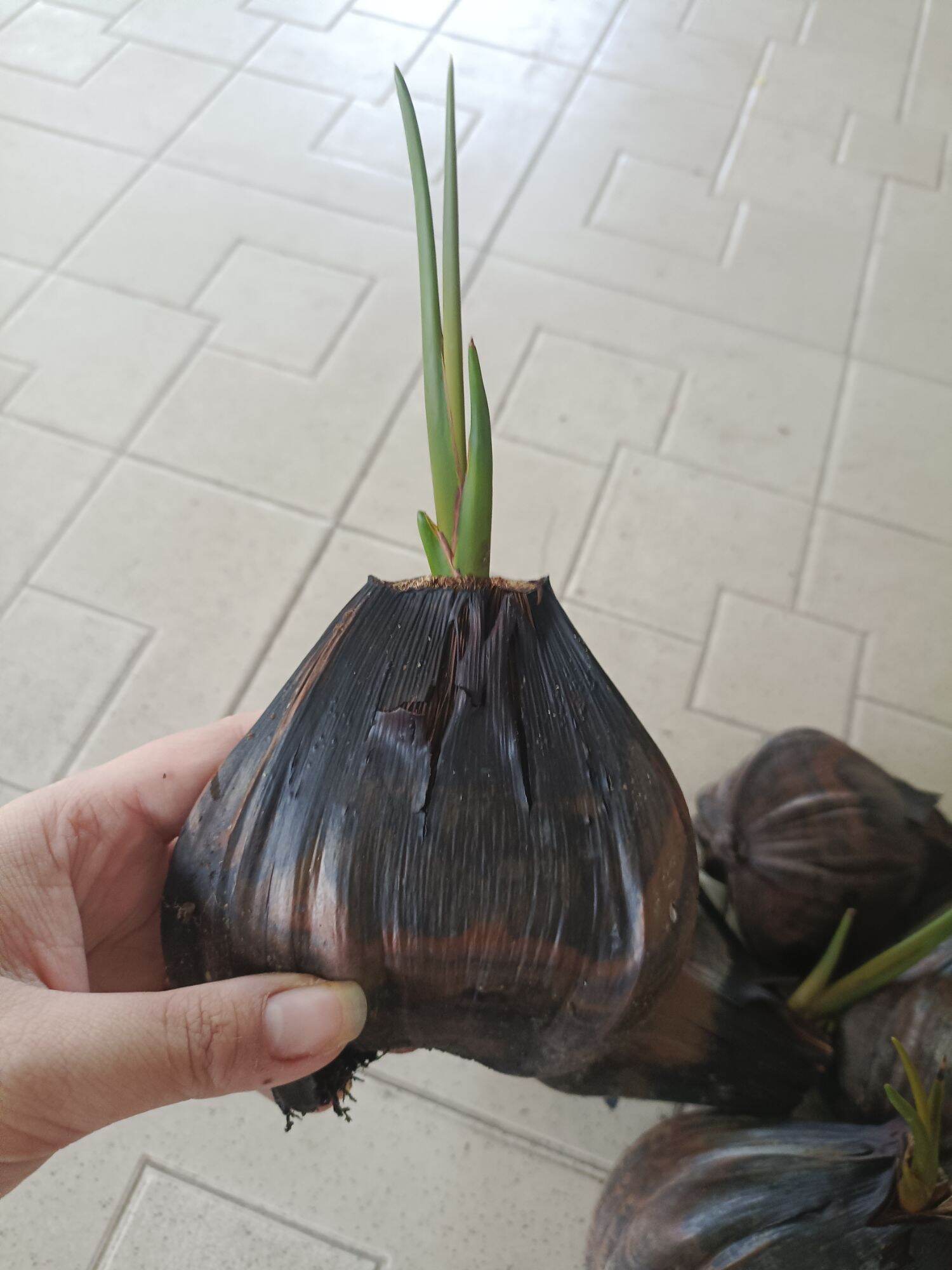5 CÂY GIỐNG DỪA NƯỚC MIỀN TÂY