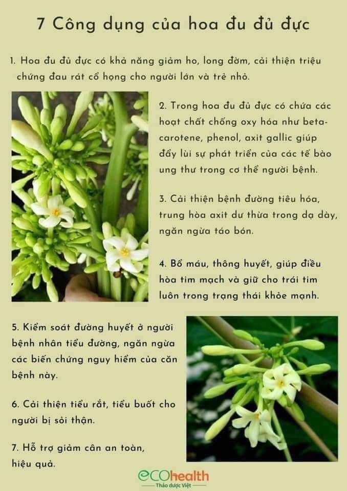 Cây giống đu đủ đực 10 cây