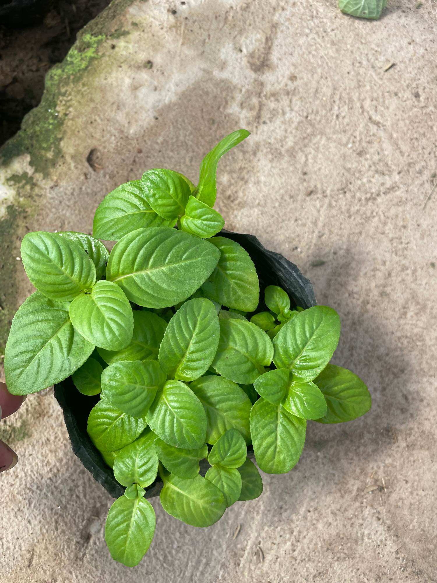 Chậu cây quế vị/ cây xá xị