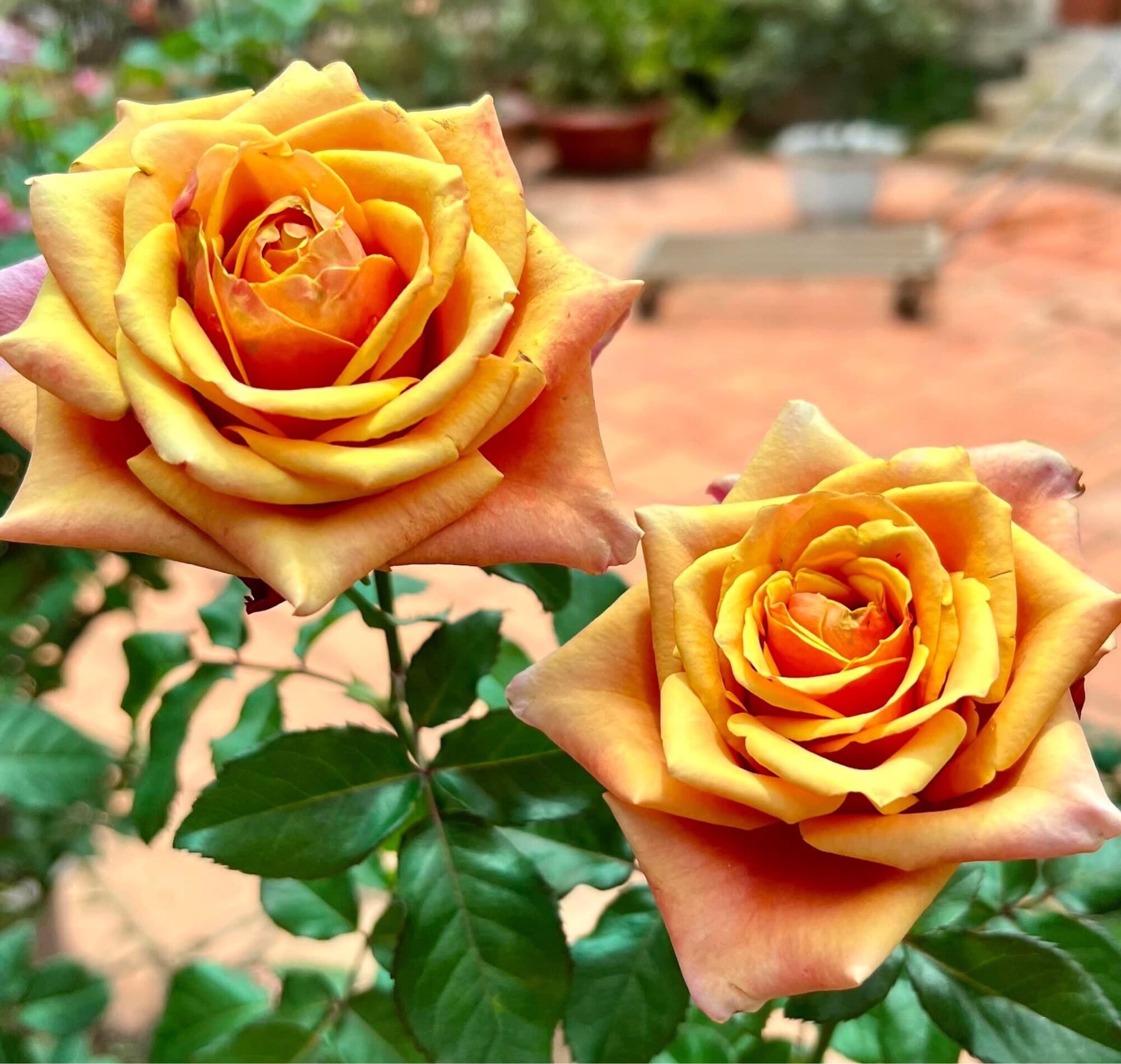 Hoa hồng ngoại Cherry brandy rose