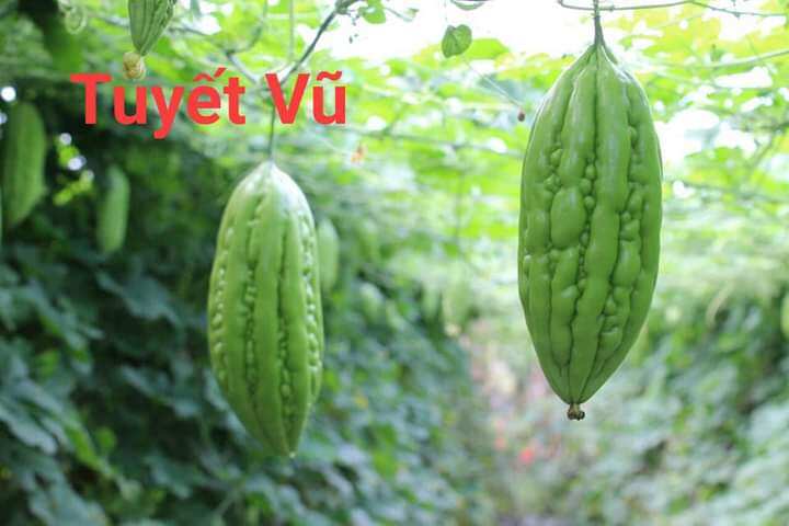Hạt giống khổ qua