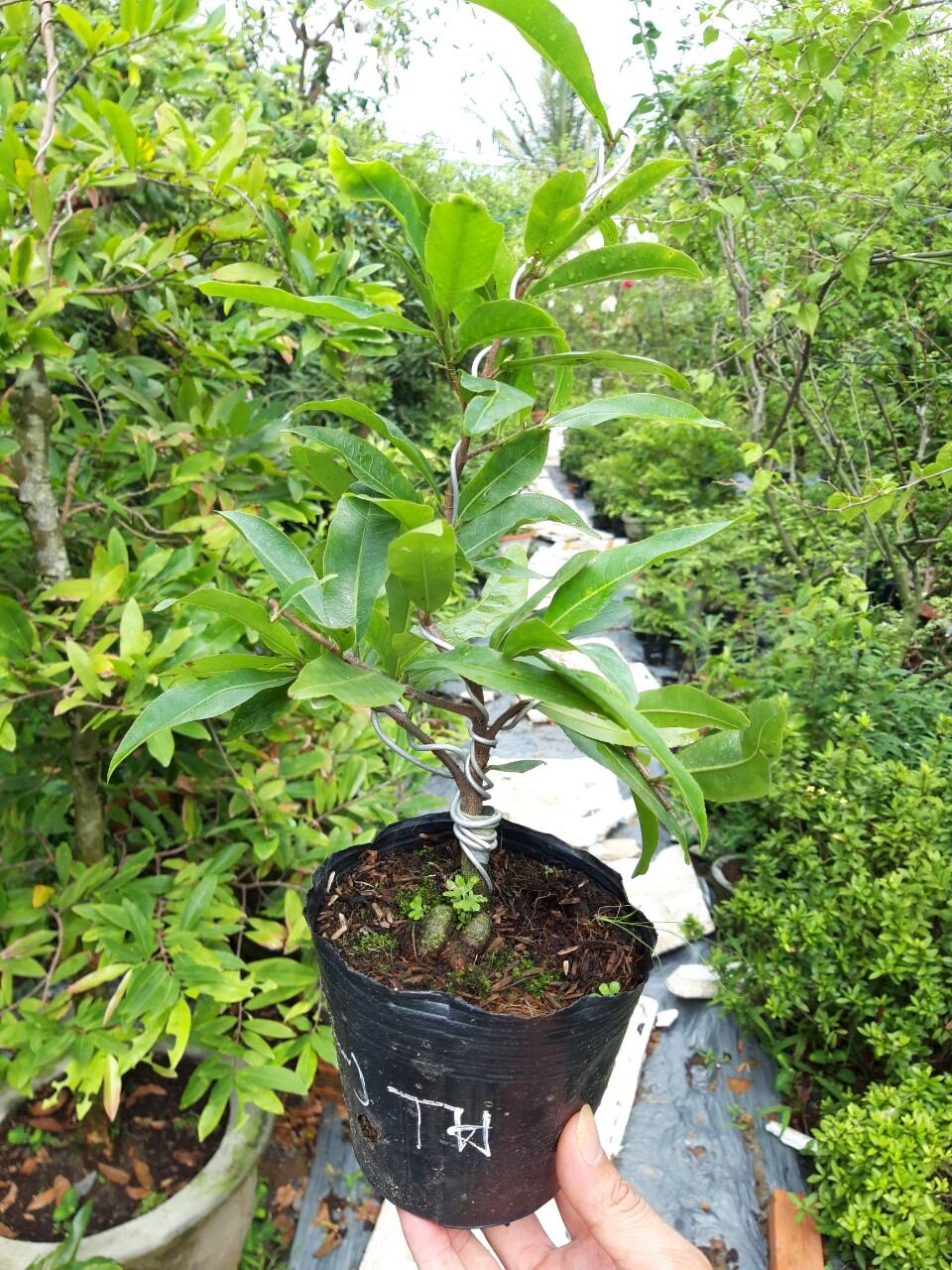 MAI CÚC THỌ HƯƠNG, LÔ CÂY NHIỀU BO