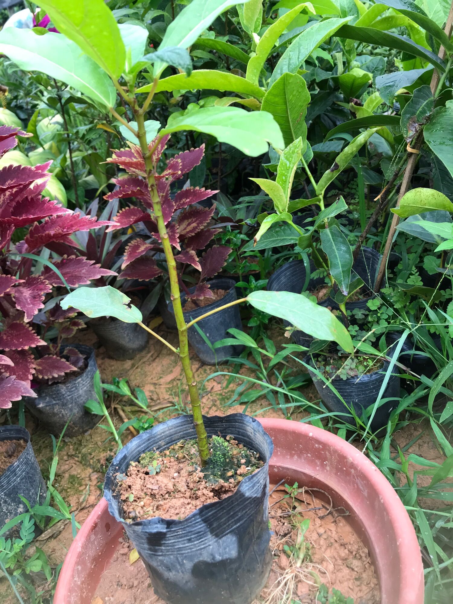 Cây sung nhỏ cao 25cm