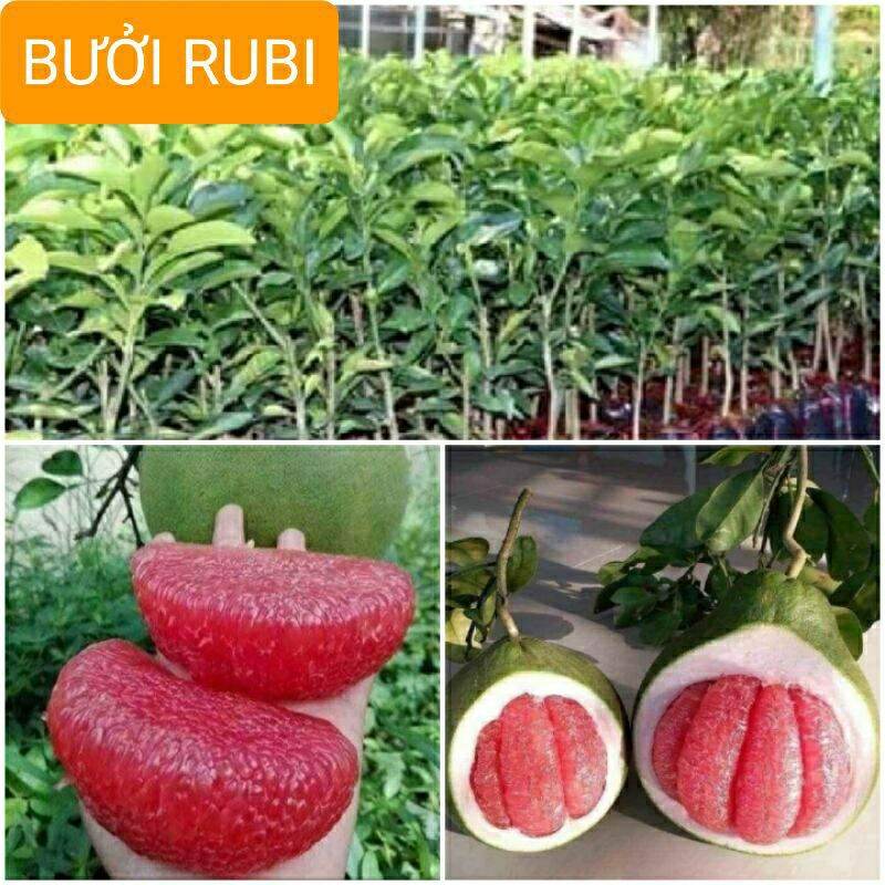 CÂY GIỐNG BƯỞI RUBI MÚI ĐỎ KHÔNG HẠT