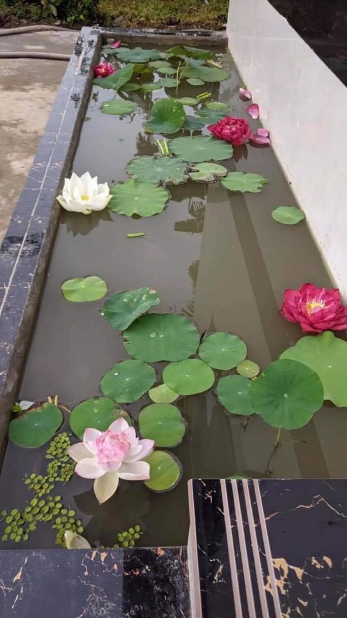 Củ Sen Thái- Trắng Hoàng Kim (củ giống)