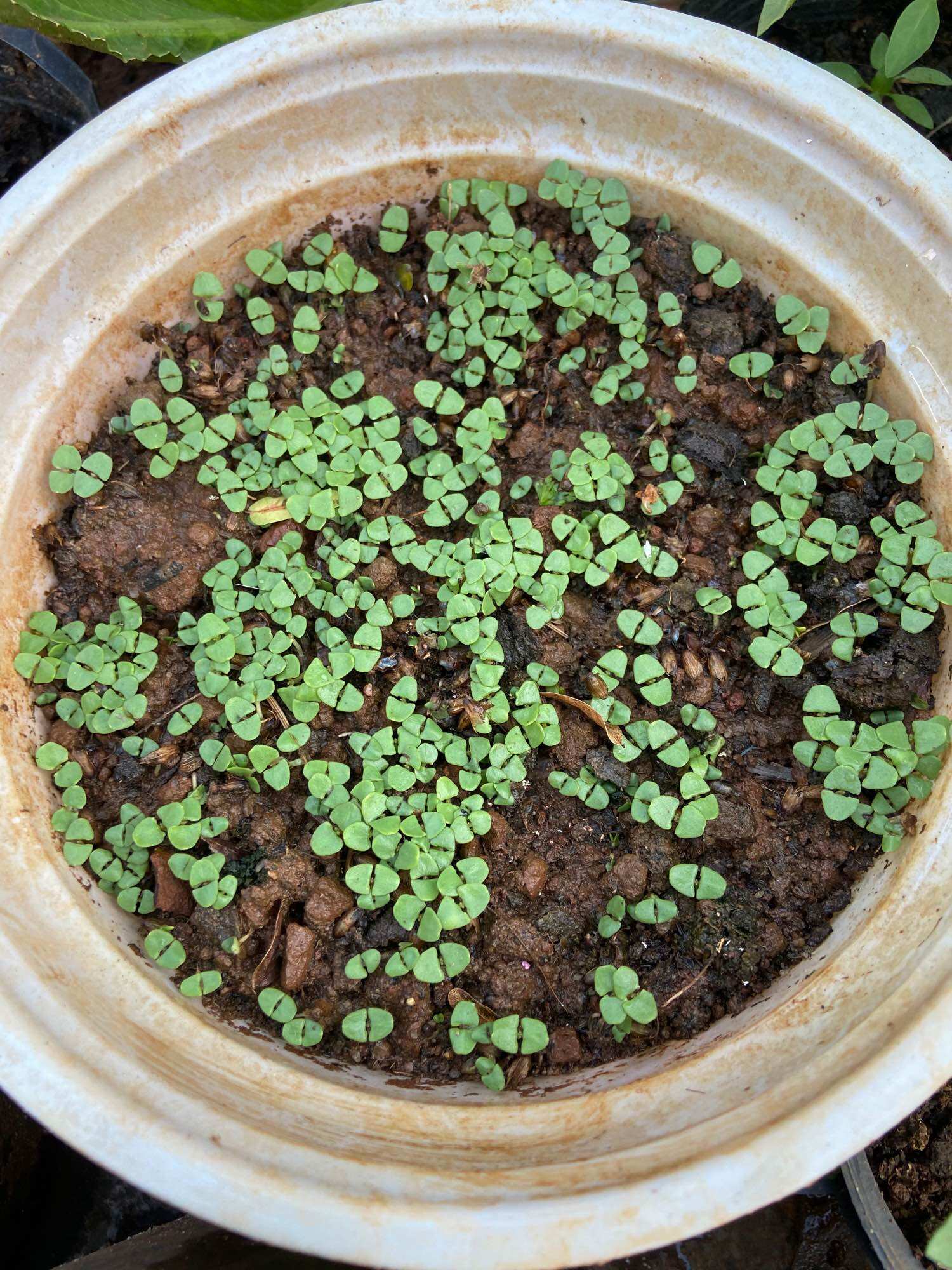 Hạt giống lá é (é trắng, rau thơm mùi xả) gói 5gram