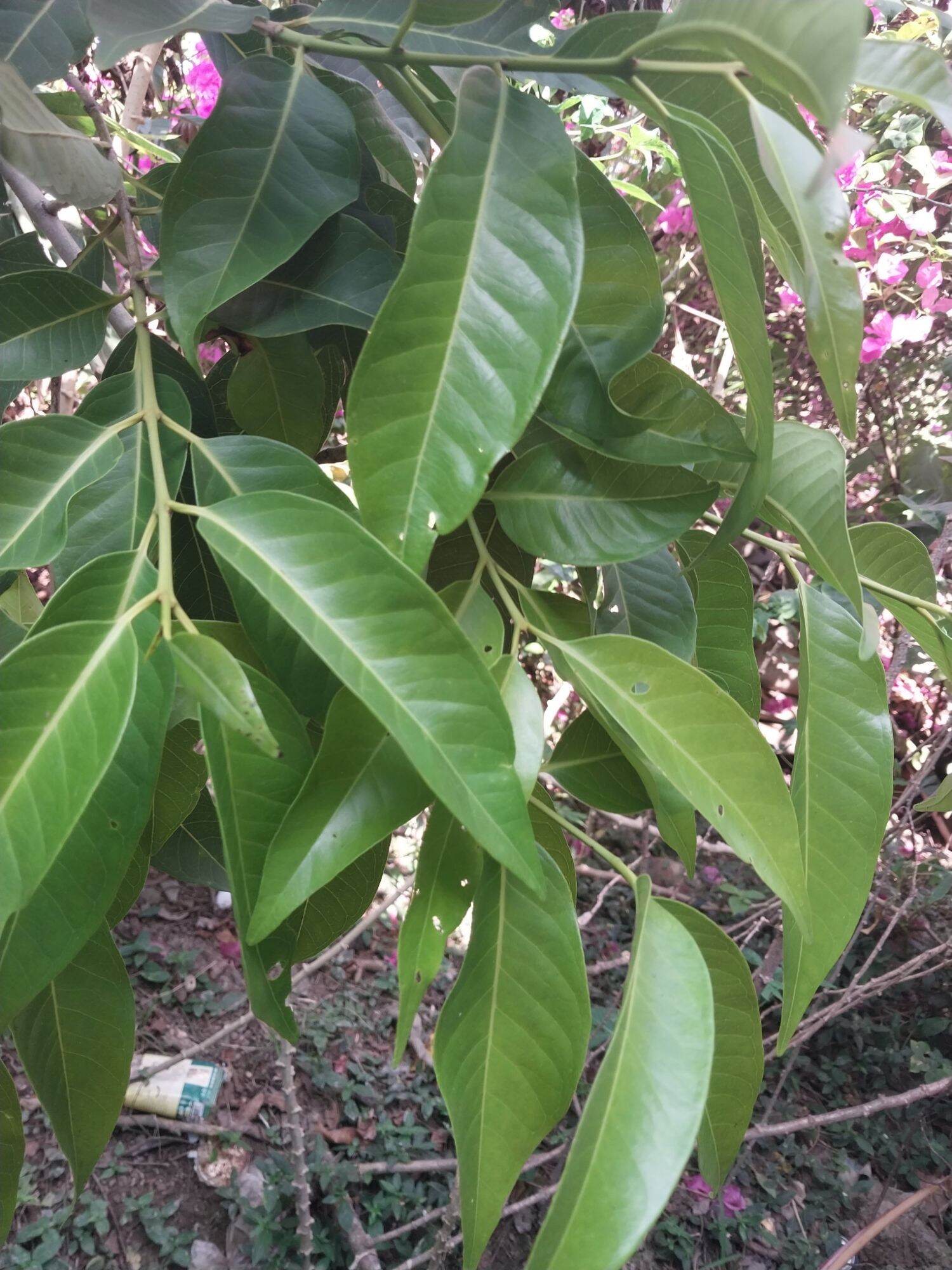 Lá vối tươi ( 1kg )