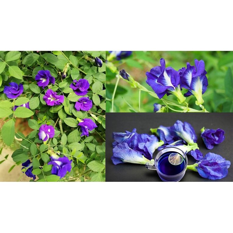 Hạt Giống Hoa Đậu Biếc