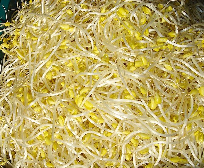 1kg Đậu nành làm giá đỗ