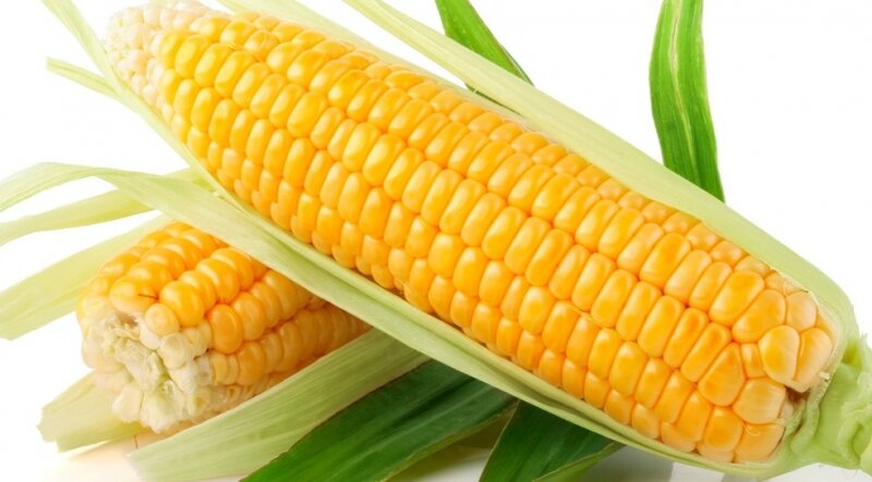 Hạt giống Bắp Mỹ Bantam