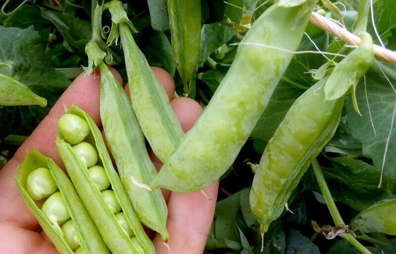 Hạt giống Đậu Hà Lan ăn quả nảy mầm tốt