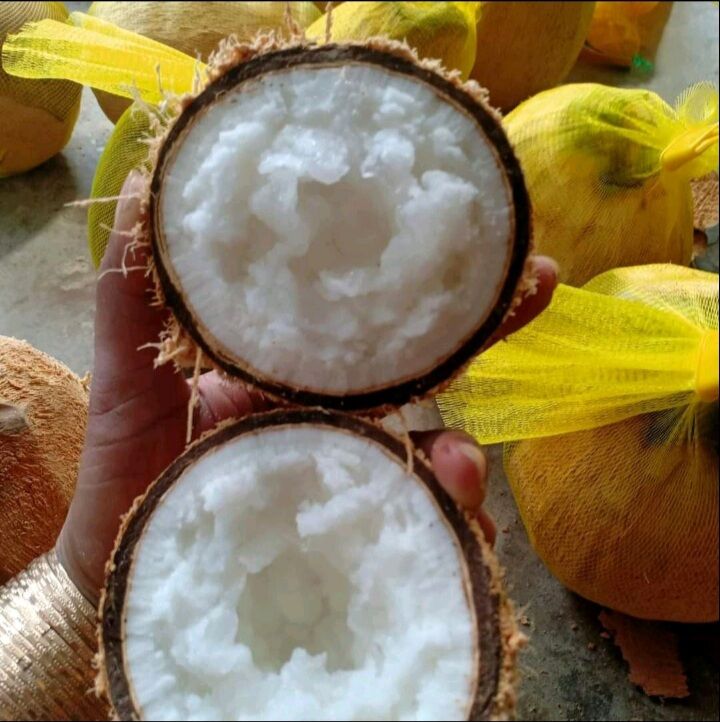 Dừa Sáp Loại 1 Đặc Ruột