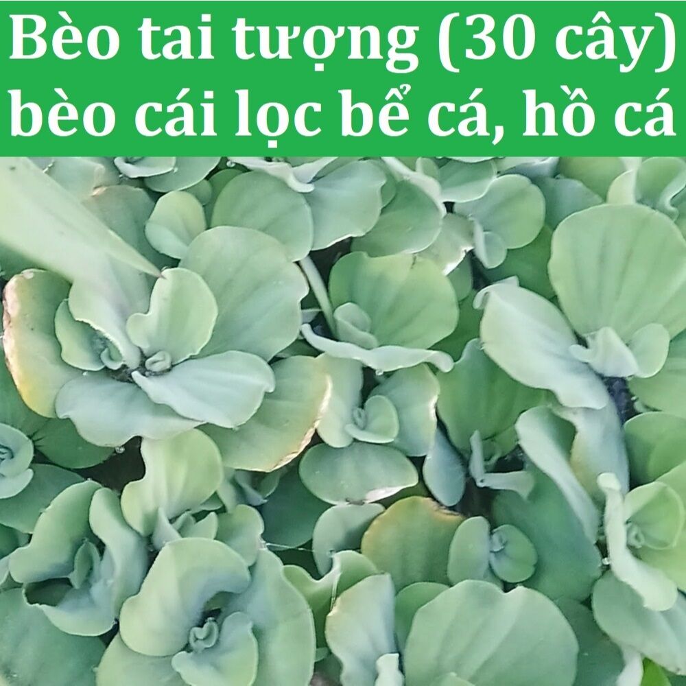 Bèo tai tượng (30 cây lớn tặng thêm bèo nhỏ) - Bèo cái dùng lọc bể cá, hồ cá, làm thức ăn chăn nuôi